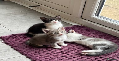 Domestic Shorthair cats - Advert 1