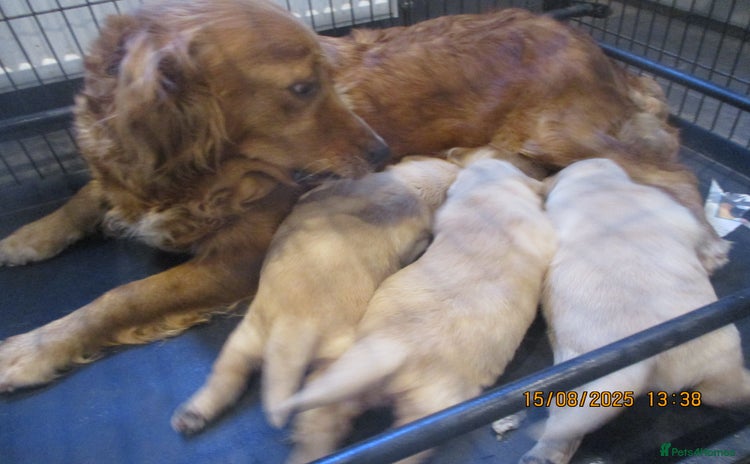 Golden Retriever dogs - Advert 1