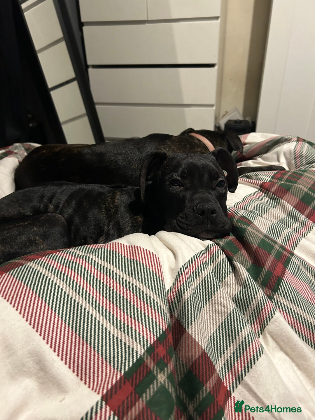 Mixed Breed dogs for sale: Needs gone immediately  - Advert 6