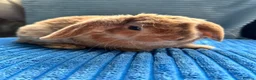 Mini Lop rabbits for sale: 🦋Pure Breed Mini plush lop 🦋 in Halstead - Advert 28