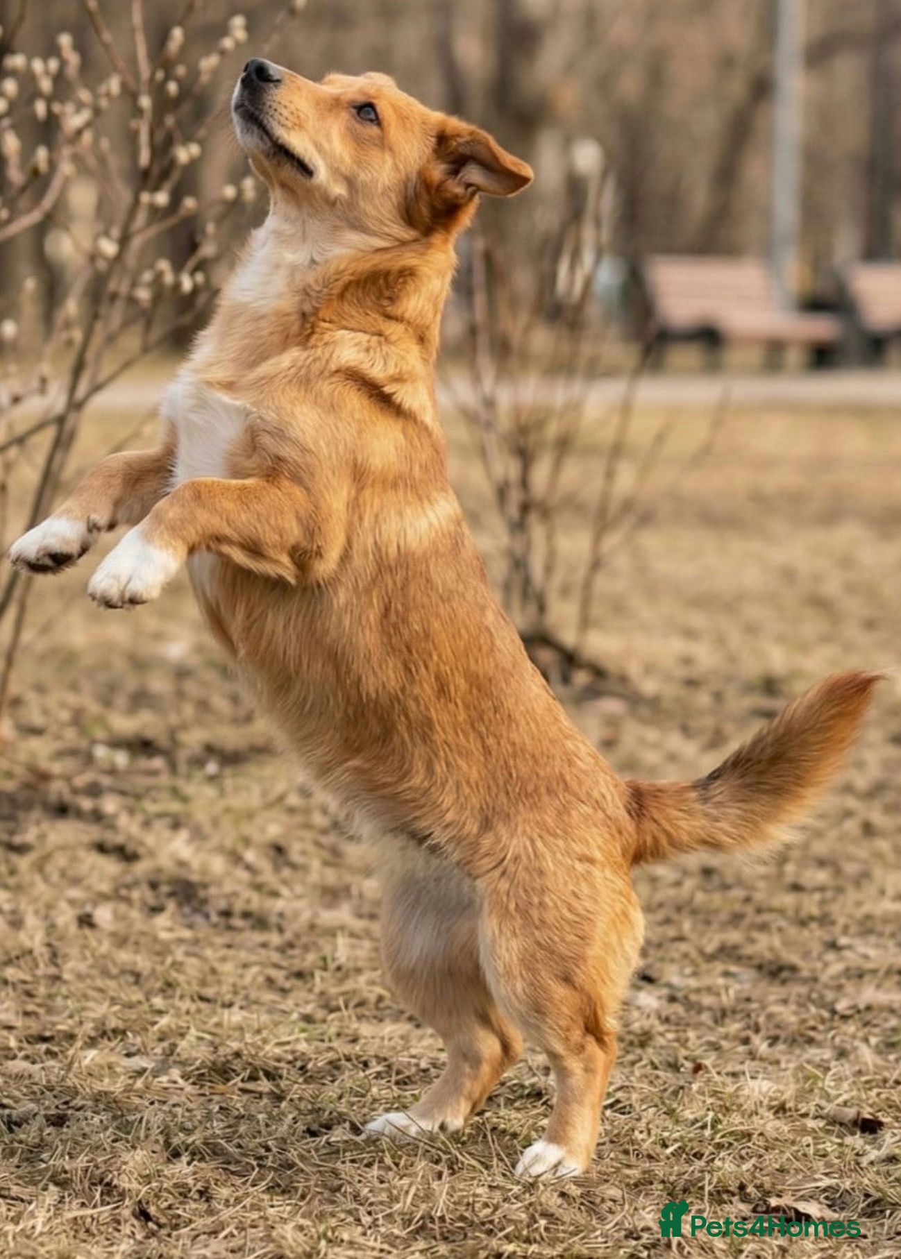 Welsh Corgi Pembroke dogs 🐾 ELZA – Female Corgi 🐾 - Advert 5