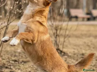 Welsh Corgi Pembroke dogs 🐾 ELZA – Female Corgi 🐾 - Advert 5