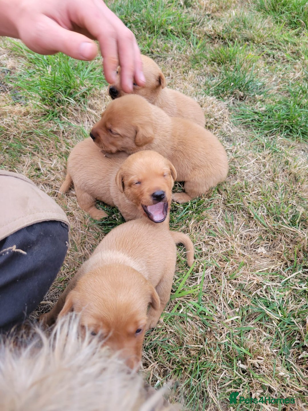 Labrador Retriever dogs for sale: Red Fox Labrador Puppies–Ready from 26th September - Image 34