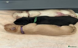Labrador Retriever dogs for sale: Labrador puppies - Image 5