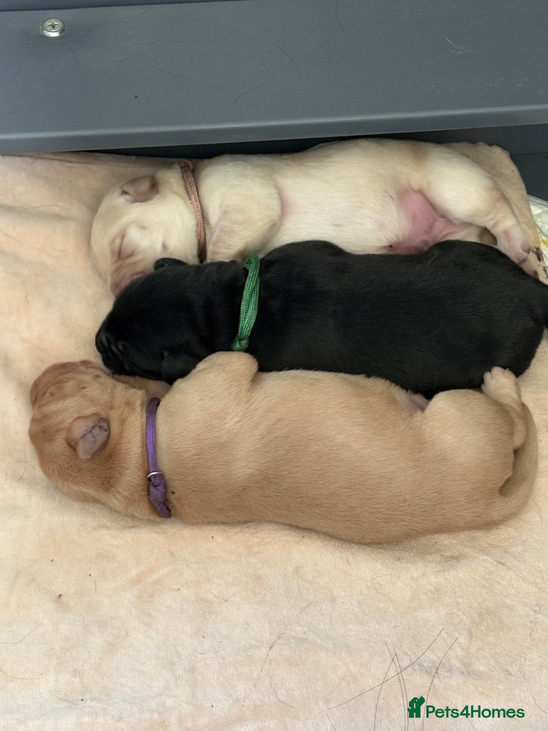 Labrador Retriever dogs for sale: Labrador puppies - Image 5