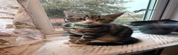 Mixed Breed cats for sale: 4 lovely kittens looking for loving & caring home in Luton - Advert 22