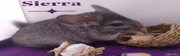 Chinchilla rodents for sale: Female RPA / RPAc baby Chinchillas - Advert 8