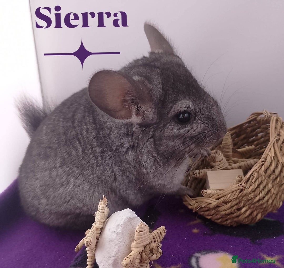 Chinchilla rodents for sale: Female RPA / RPAc baby Chinchillas - Image 6