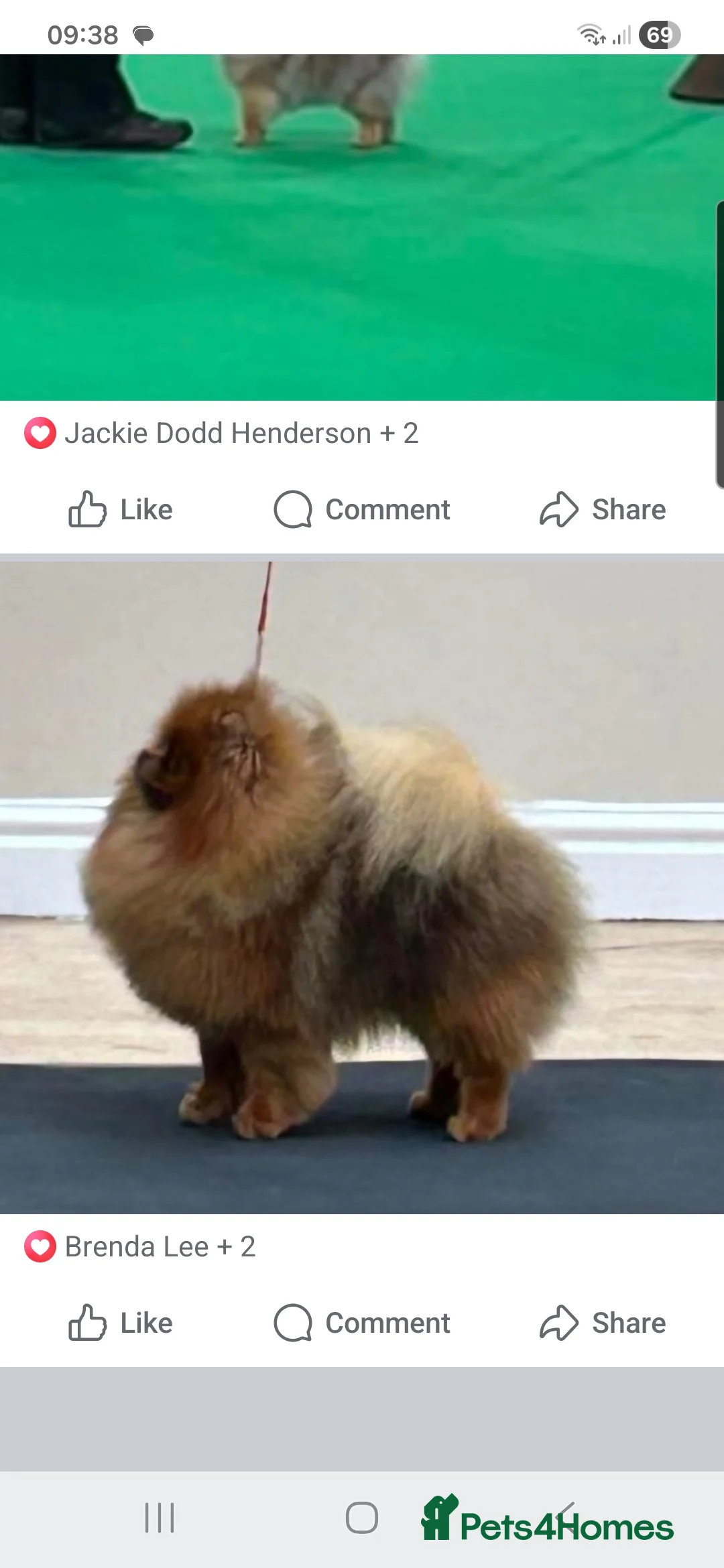 Pomeranian dogs for sale: Orange Sable Pomeranian Male - Advert 4