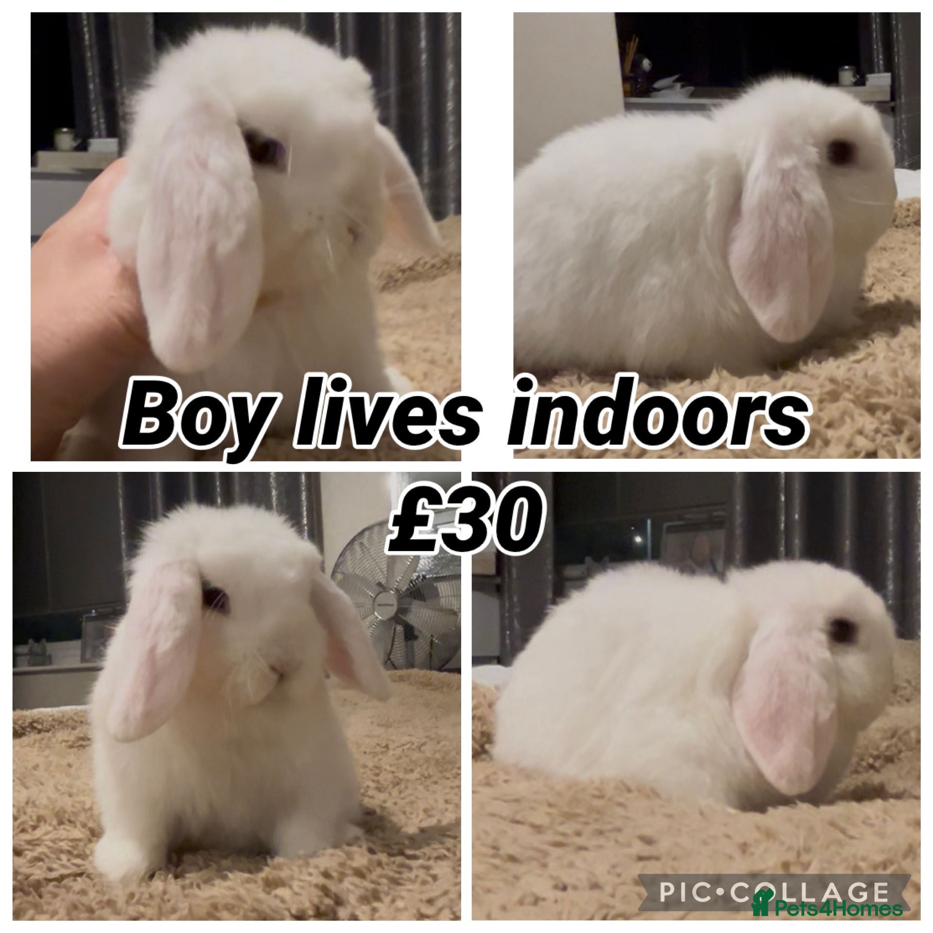 Mini Lop rabbits PEDIGREE MINI LOP BABIES READY NOW  - Advert 7