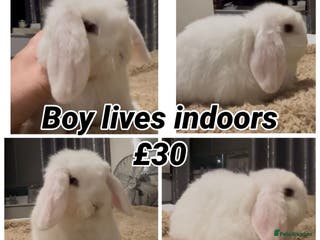 Mini Lop rabbits PEDIGREE MINI LOP BABIES READY NOW - Advert 7