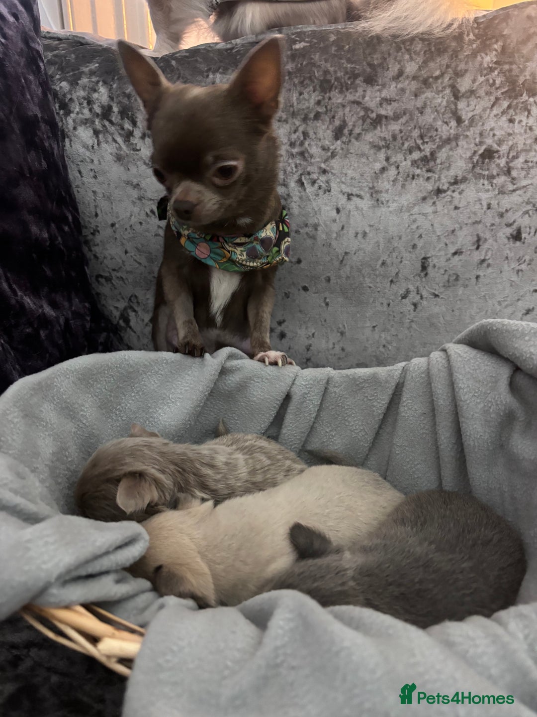 Chihuahua dogs for sale: KCREG Long/Shorthair chihuahua Champ/russian Lines - Advert 2