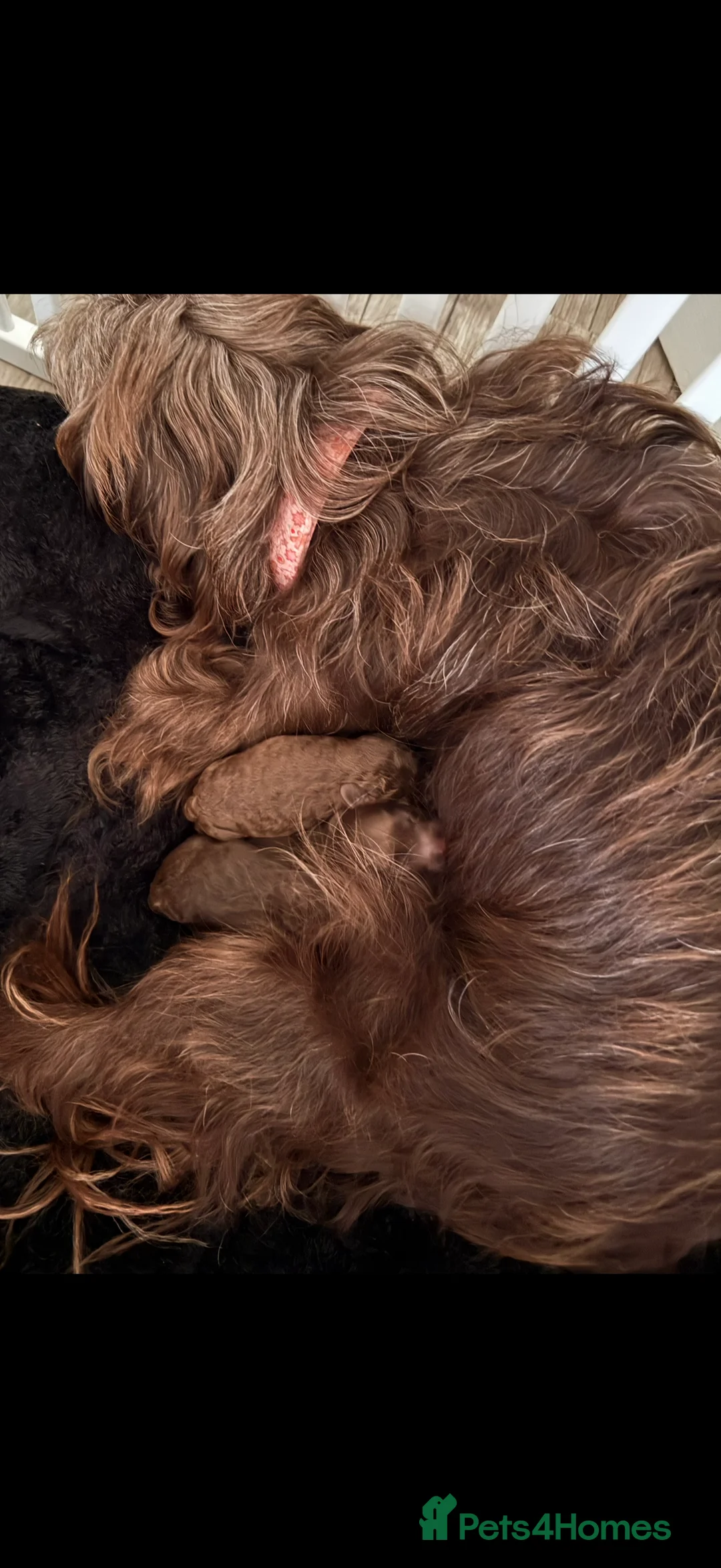 Cavapoo dogs for sale: Beautiful puppies looking forever homes  - Advert 2