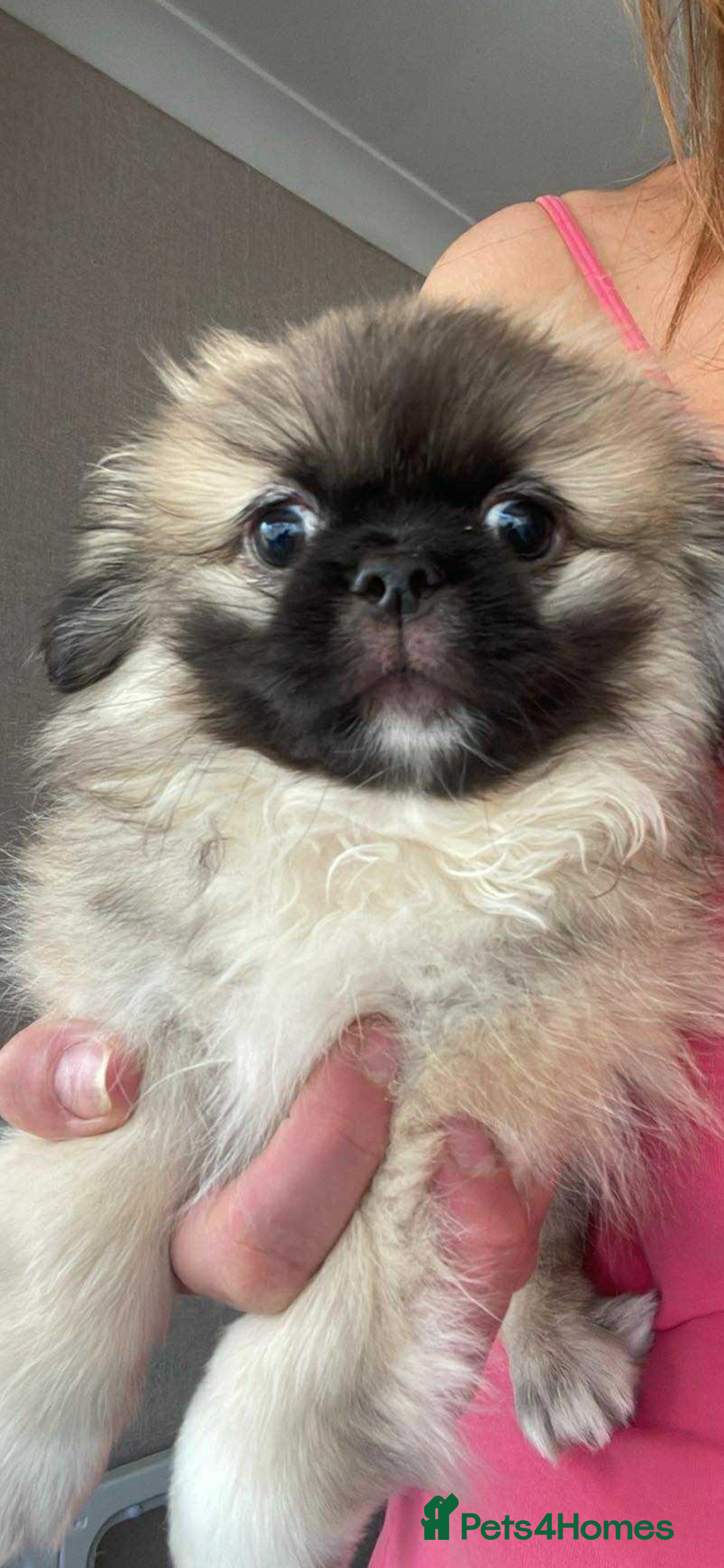 Pekingese dogs for sale: Top Quality Pekingese puppies  in Rugby - Image 22