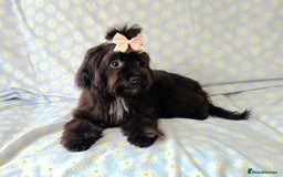 Maltipoo dogs for sale:  ** cute luttle maltipoo babies in Oldham - Image 3