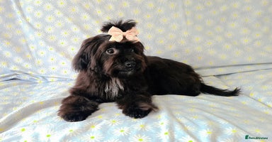 Maltipoo dogs in Oldham - Advert 4