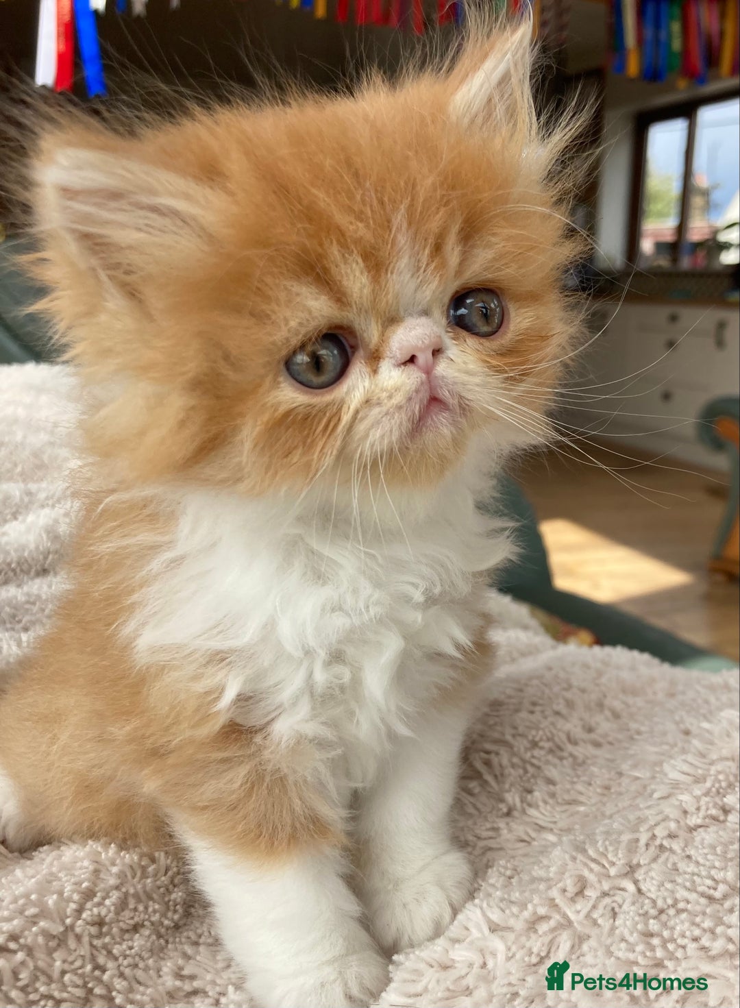 Exotic cats for sale: Exotic pedigree kittens  - Image 18