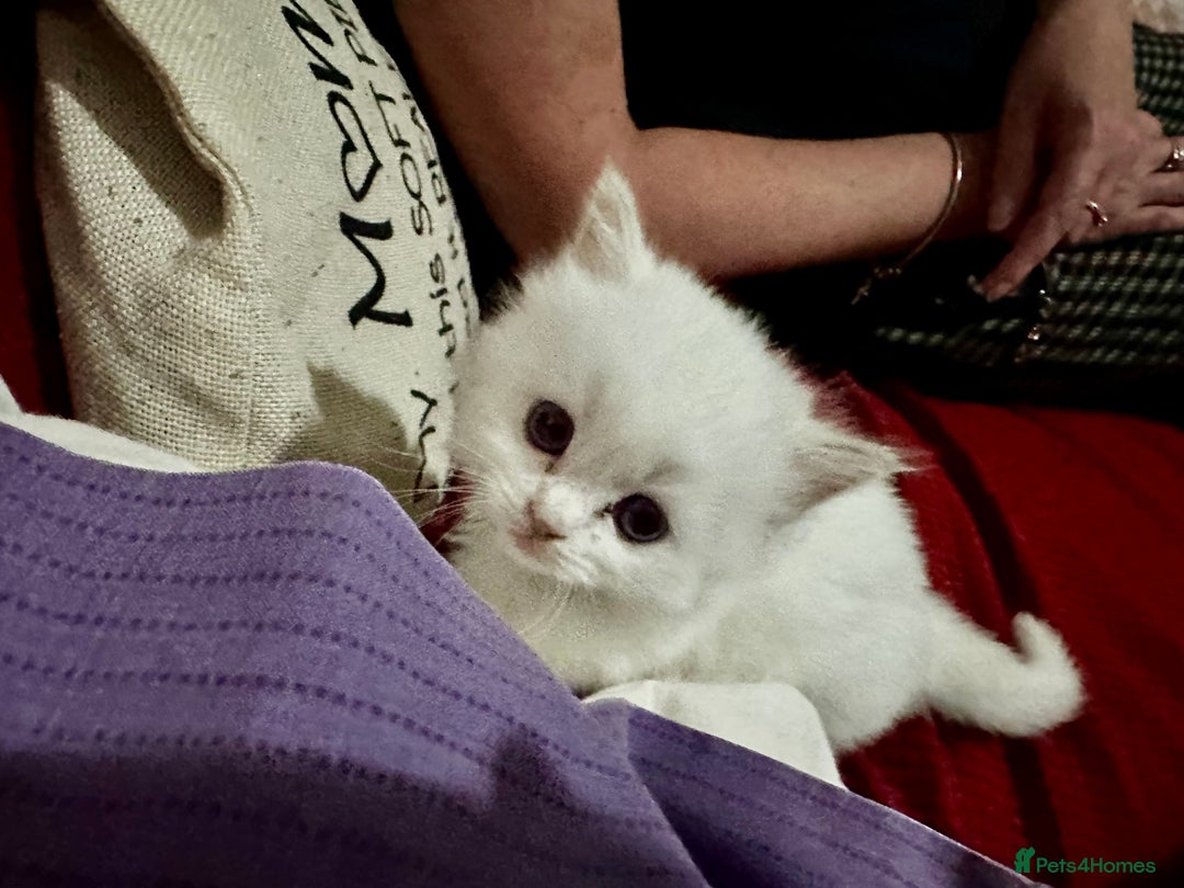 Ragdoll cats for sale: Gorgeous Litter of ragdolls ready 10/10/25 - Image 14