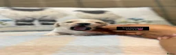Miniature Dachshund dogs for sale: CREAM MINIATURE LONG HAIRED DACHSHUNDS🤍 - Advert 22