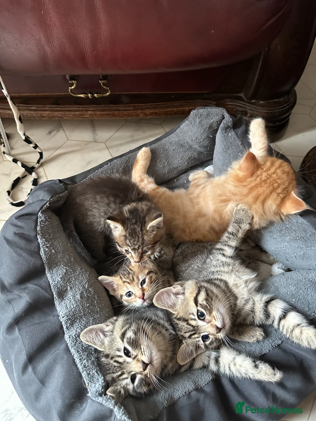 Mixed Breed cats for sale: Beautiful Kittens 2 Tabby and 1 Ginger - Advert 2