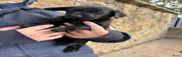 Labrador Retriever dogs for sale: Quality KC Reg Black Labrador Puppies, Ready Now in Dronfield - Advert 10