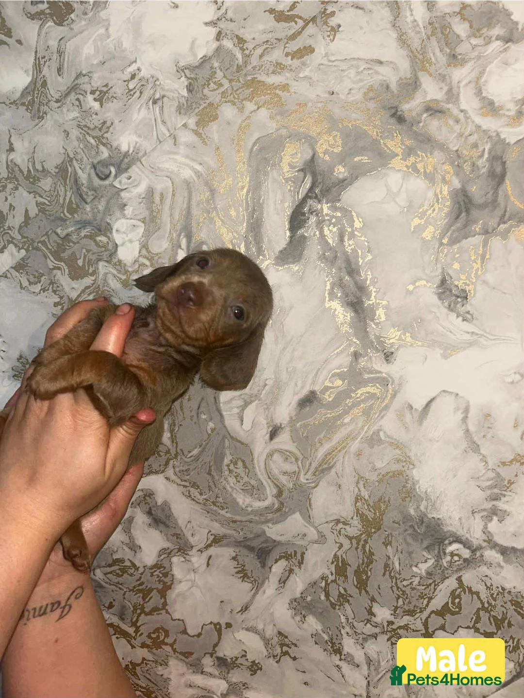 Miniature Dachshund dogs for sale: Minature Dachshund puppys  - Advert 32