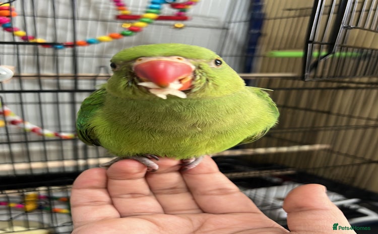 Parrots birds - Advert 1