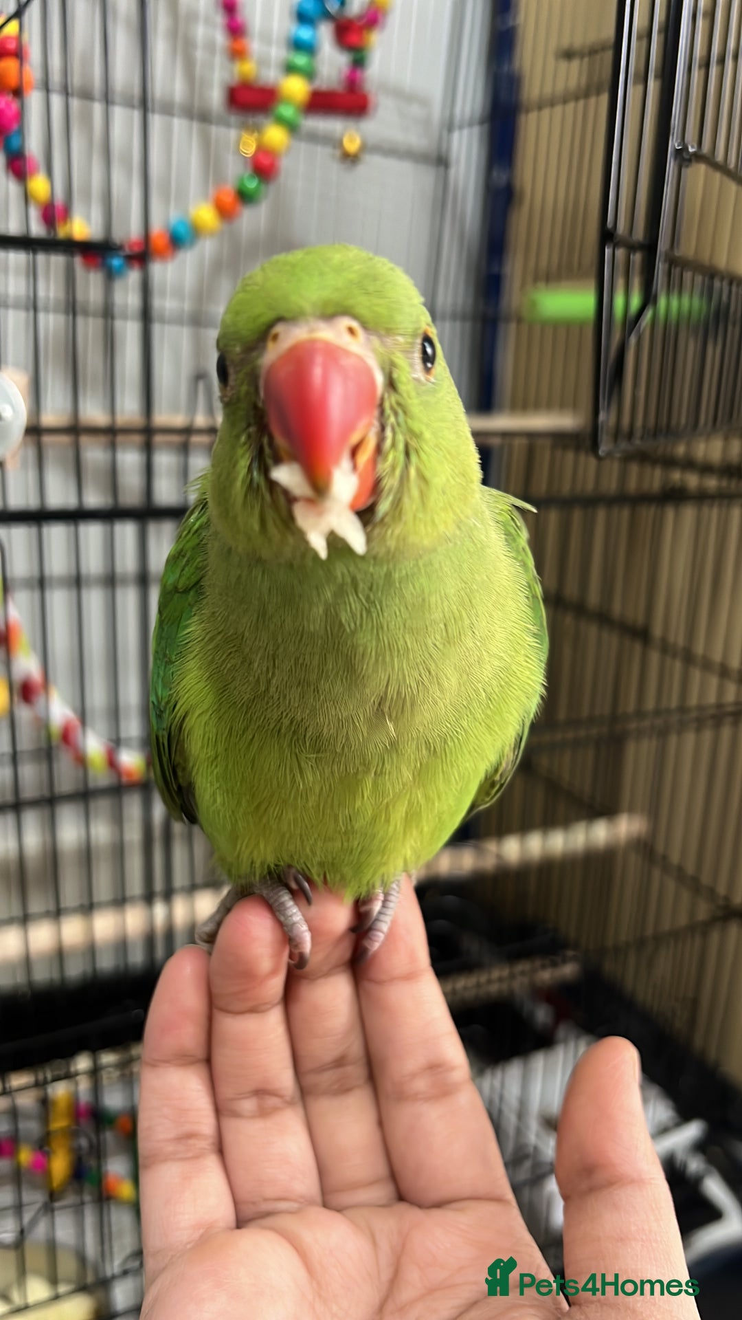 Parrots birds for sale: Indian ring neck green parrots  - Image 1