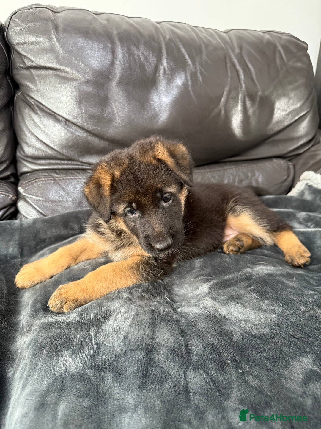 German Shepherd dogs for sale: TOP QUALITY SHOW LINES  - Image 14