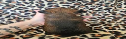 Yorkshire Terrier dogs for sale: DNA tested parents Biewer and Ocean Pearl puppies - Advert 30