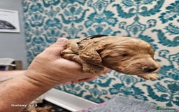 Cockapoo dogs for sale: FULLY HEALTH TESTED FOX RED MINIATURE COCKAPOOS - Image 4
