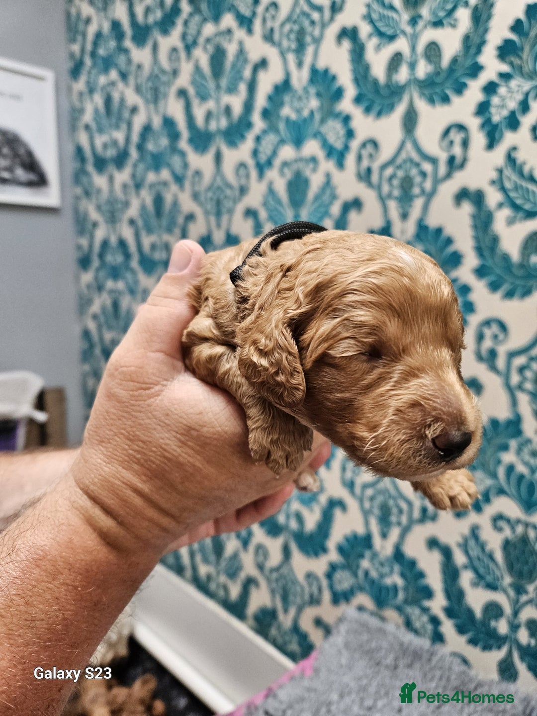 Cockapoo dogs for sale: FULLY HEALTH TESTED FOX RED MINIATURE COCKAPOOS - Image 4
