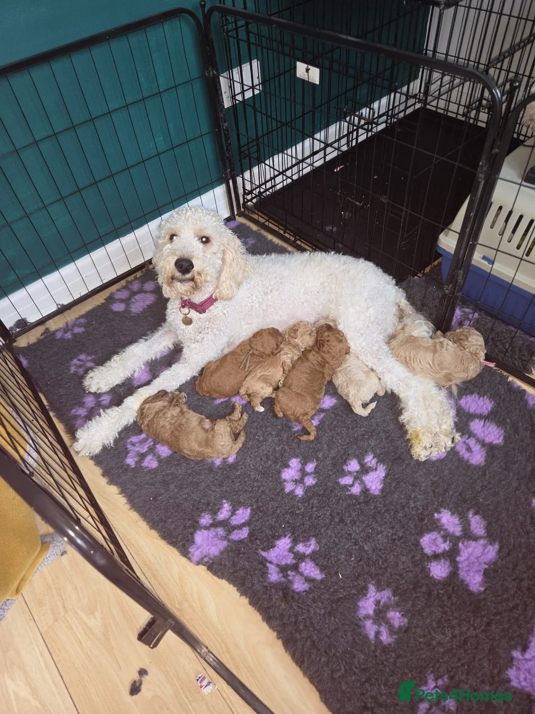 Mini Goldendoodle dogs for sale: Beautiful Minature Golden Doodles for sale - Advert 2