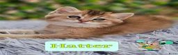 British Longhair cats for sale: ✨️🧸 Stunning Babies, GCCF Registered ✨️🧸 - Advert 11
