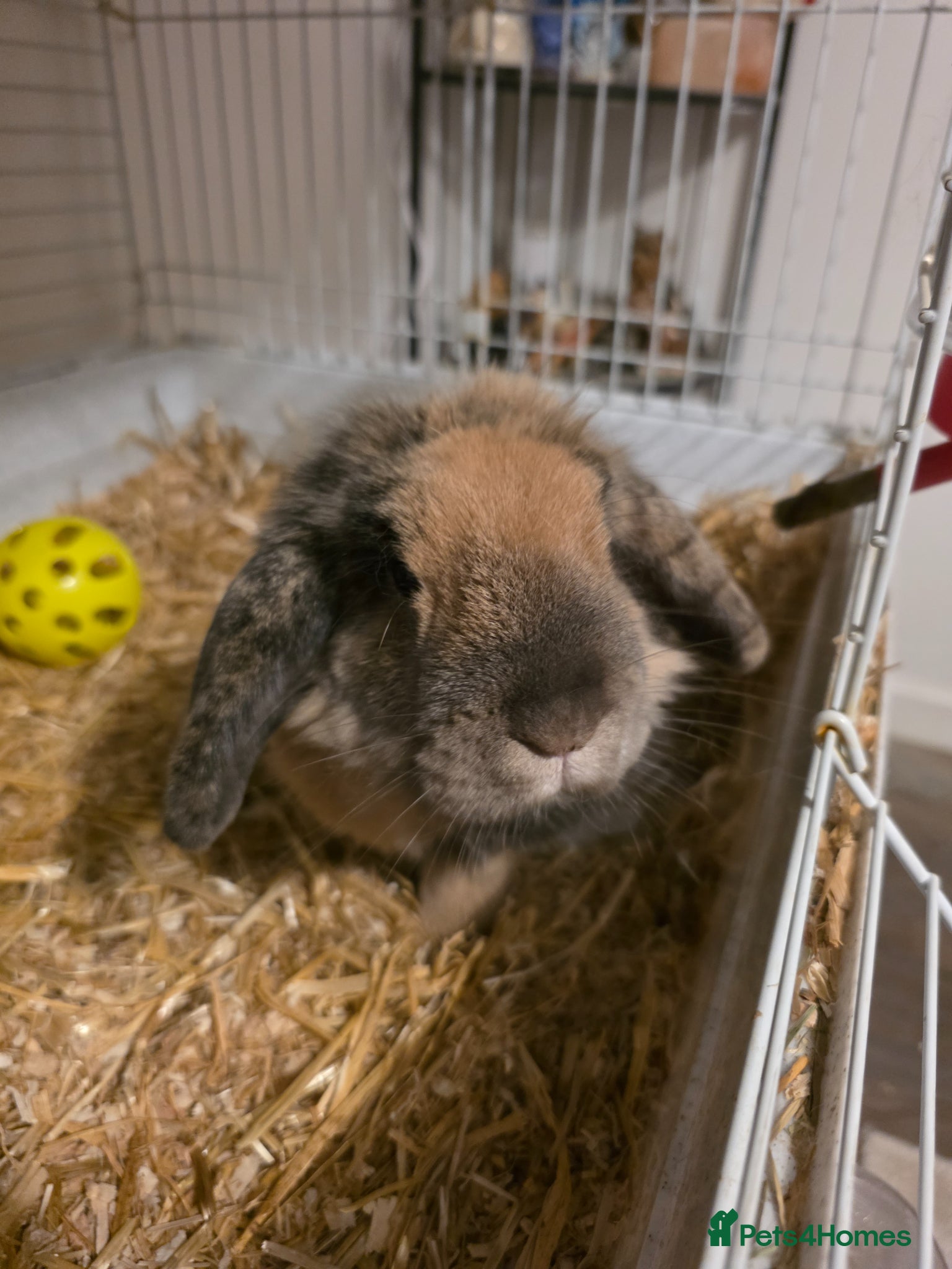 Mixed Breed rabbits Male Rabbit For Rehome  - Advert 1