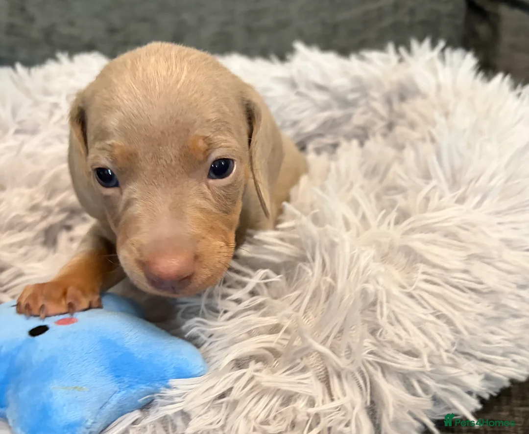 Miniature Dachshund dogs for sale: KC registered miniature dachshund pups smooth coat - Advert 9