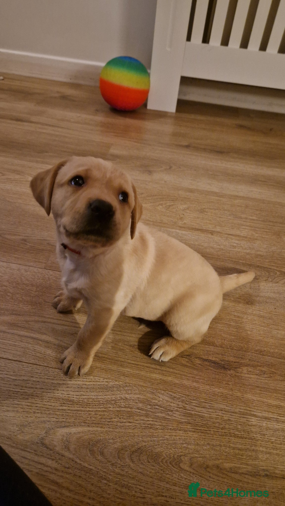 Labrador Retriever dogs Labrador retriever puppies  - Advert 1