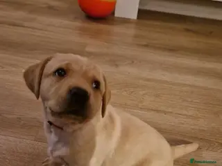 Labrador Retriever dogs Labrador retriever puppies - Advert 1