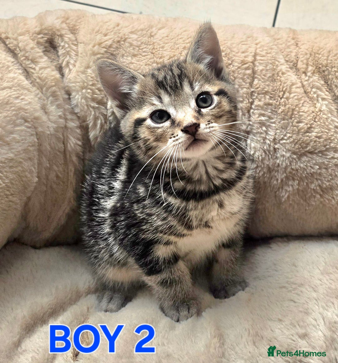 Maine Coon cats for sale: Adorable kittens Maine Coon mixed  - Image 5