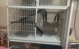 Rat rodents for sale: Heidi and Pheobe (with cage) - Image 6