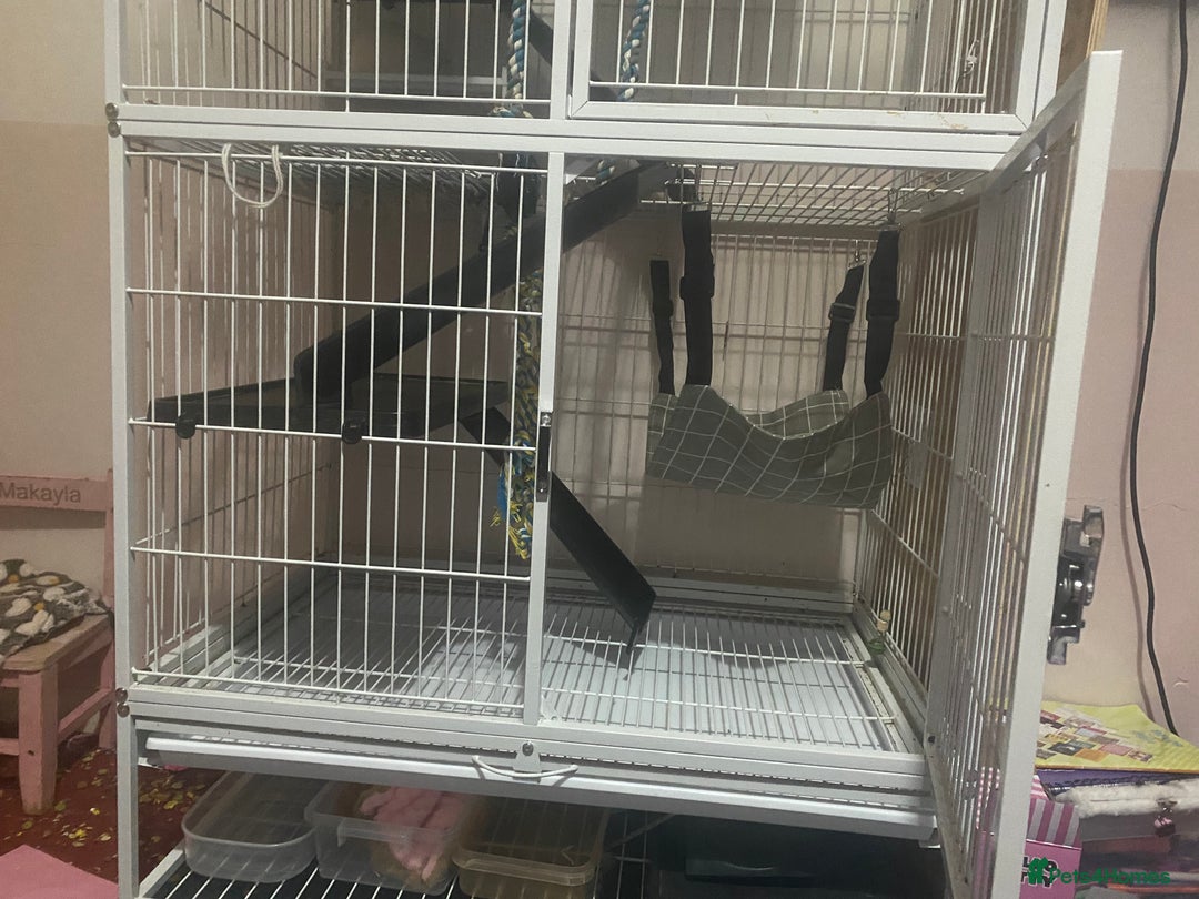 Rat rodents for sale: Heidi and Pheobe (with cage) - Image 6