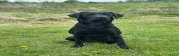 Labrador Retriever dogs for sale: International FTCH sired working Labrador pups  in Liverpool - Advert 10