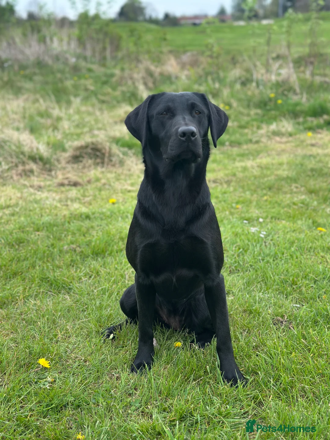 Labrador Retriever dogs for sale: International FTCH sired working Labrador pups  in Liverpool - Advert 10