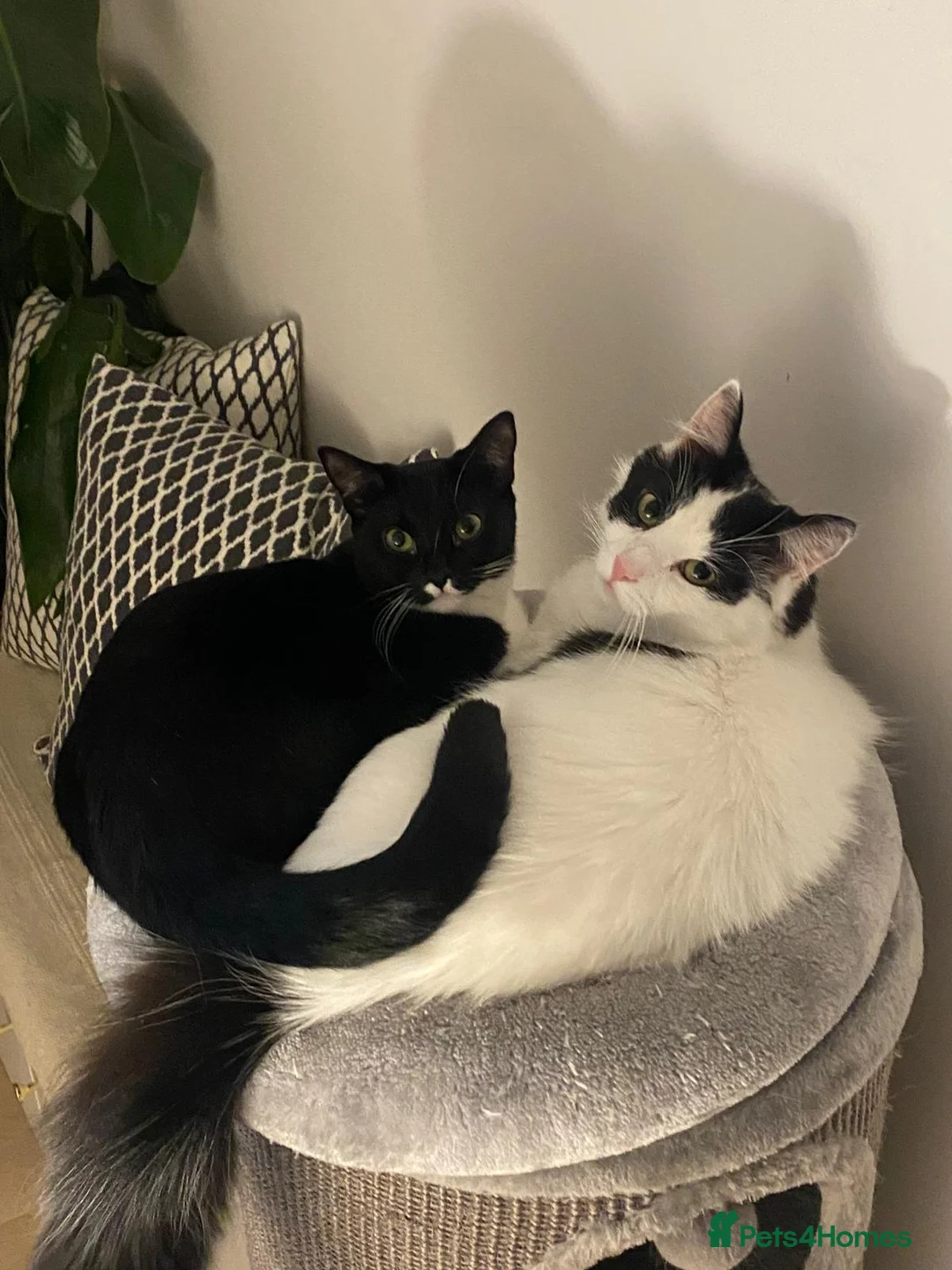 Mixed Breed cats for sale: Lovely cats looking for loving home - Advert 1