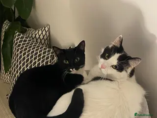 Mixed Breed cats Lovely cats looking for loving home - Advert 2