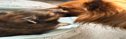 Mixed Breed dogs for sale: Small mixed breed puppies for sale  in Gloucester - Advert 12