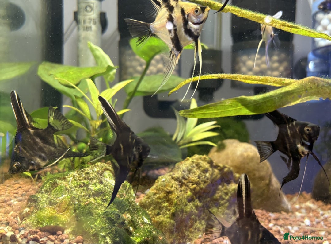 Angelfish fish for sale: Angelfish for Sale in Dagenham - Image 6