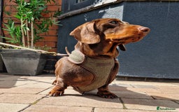 Miniature Dachshund dogs for sale: 💗 READY TO LEAVE - K.C MINIATURE DACHSHUND 💗 - Image 4