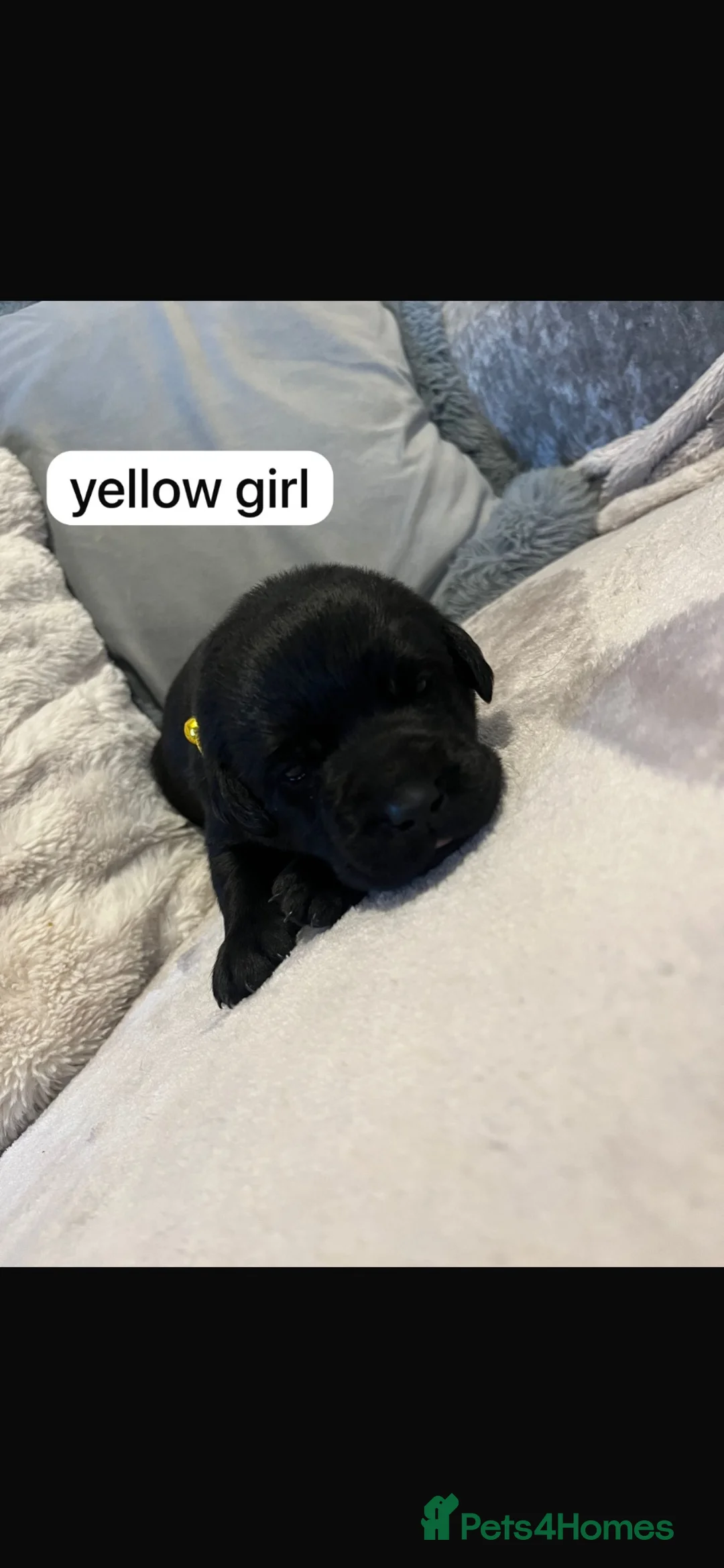 Labrador Retriever dogs for sale: Labrador Puppies - Advert 2