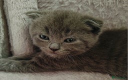 Scottish Fold cats for sale: ❤️Gorgeous Scottish Fold Straight ears kittens❤️ - Image 13